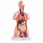 Unisex Torso 23 Parts